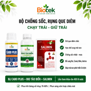 BỘ CHỐNG SỐC, RỤNG QUE DIÊM - CHẠY TRÁI GIỮ TRÁI