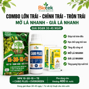 COMBO LỚN TRÁI - CHỈNH TRÁI - TRÒN TRÁI - MỞ LÁ NHANH - GIÀ LÁ NHANH BIOTEK